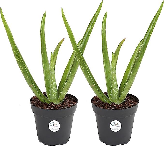 Costa Farms Aloe Vera Live Indoor Plant Ships in Grow Pot, 10-Inch Tall, 2-Pack | Amazon (US)