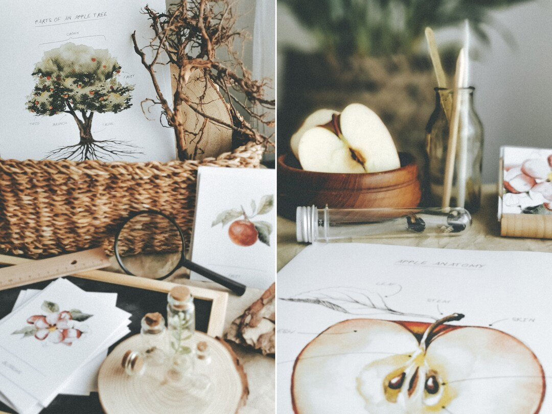 Apple Unit Study 42 Pages - Etsy | Etsy (US)