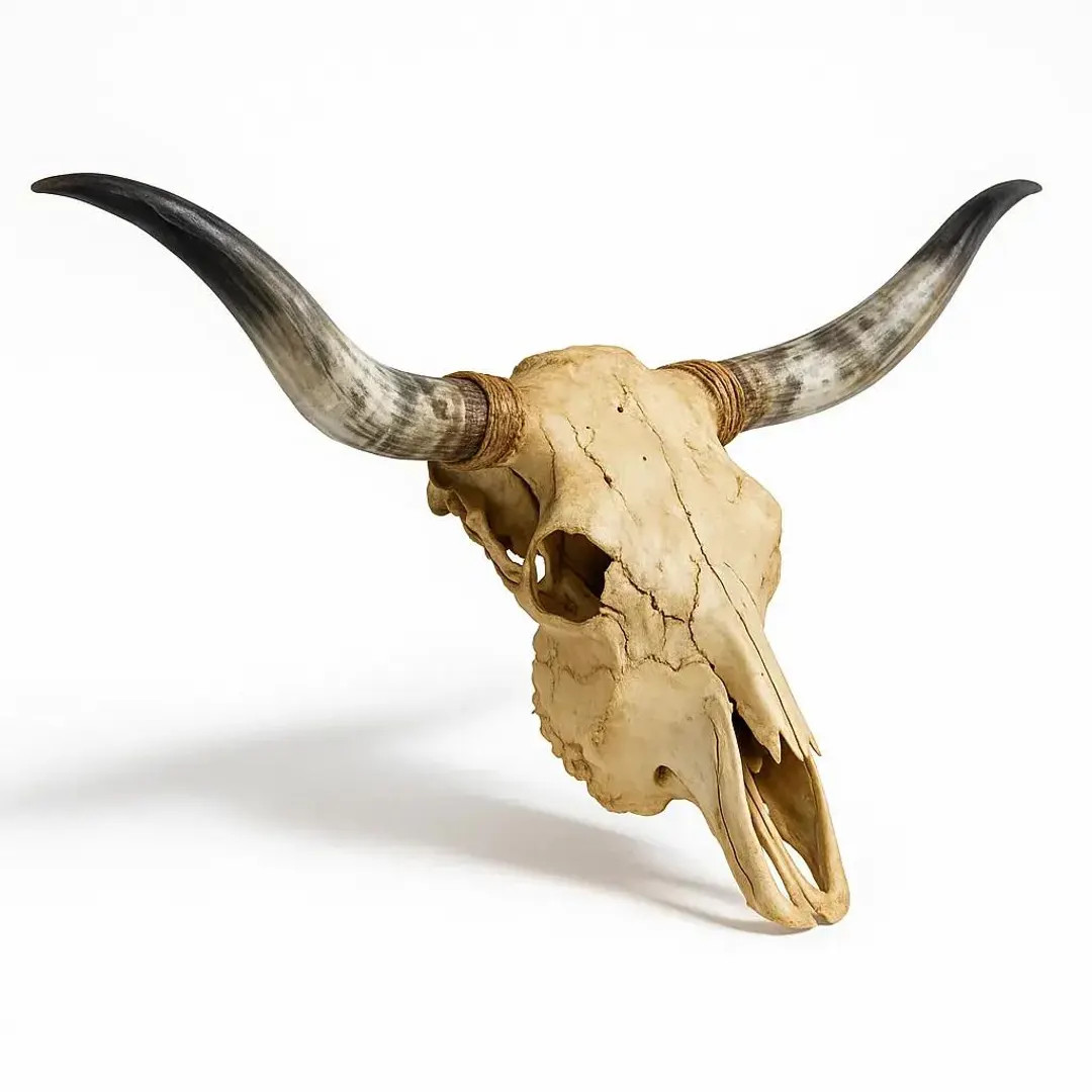 Authentic Texas Longhorn Skull: Polished 4ft Horns - TRAHIDE - Etsy | Etsy (US)