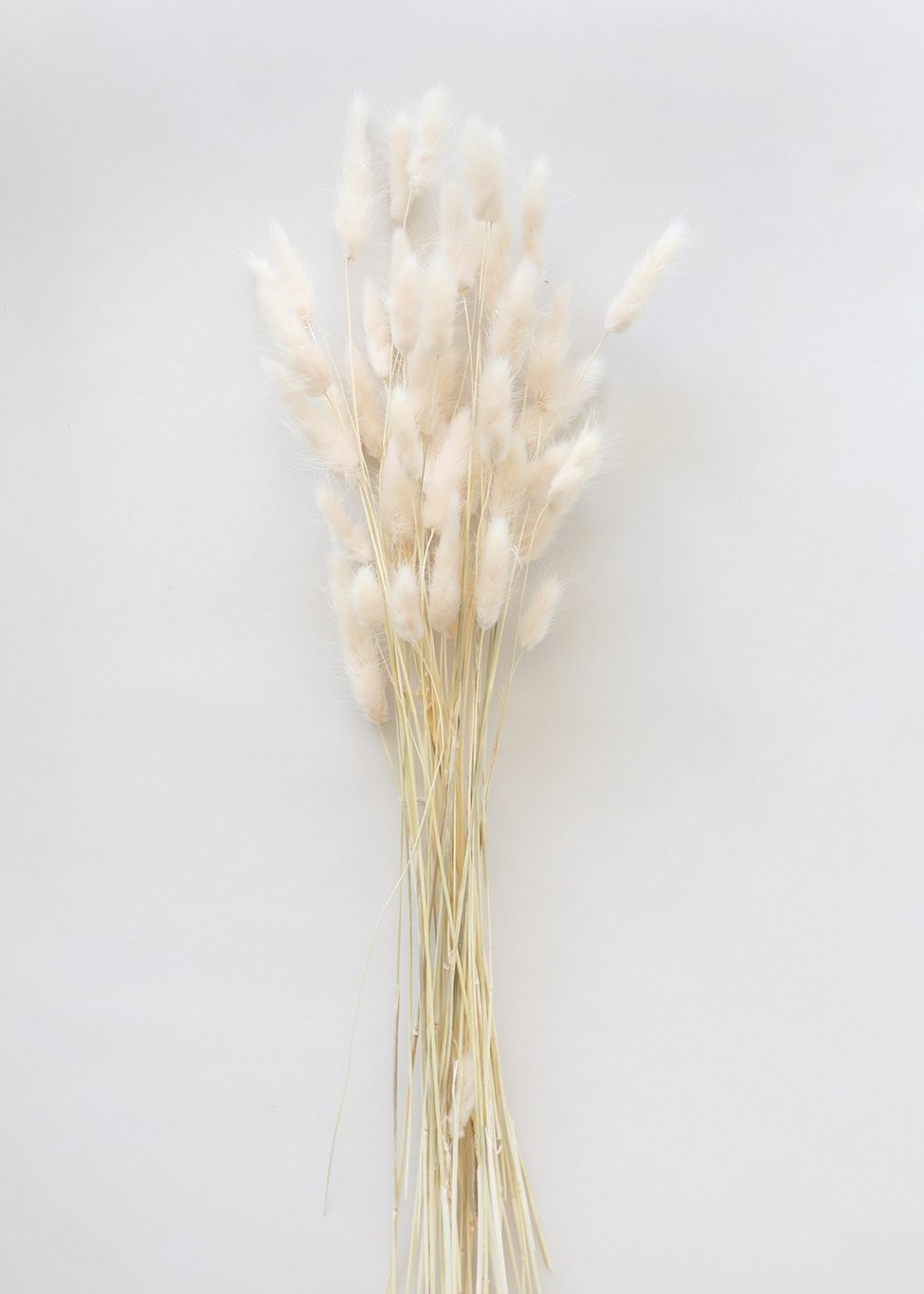 Natural Dried Bunny Tail in Swiss Coffee (Off-White) - 12-24" Tall | Afloral (US)