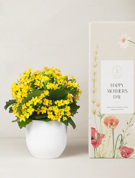 Mother's Day Yellow Kalanchoe Plant | Lula's Garden