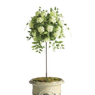 Outdoor White Snowball Hydrangea Potted Plant | Frontgate | Frontgate