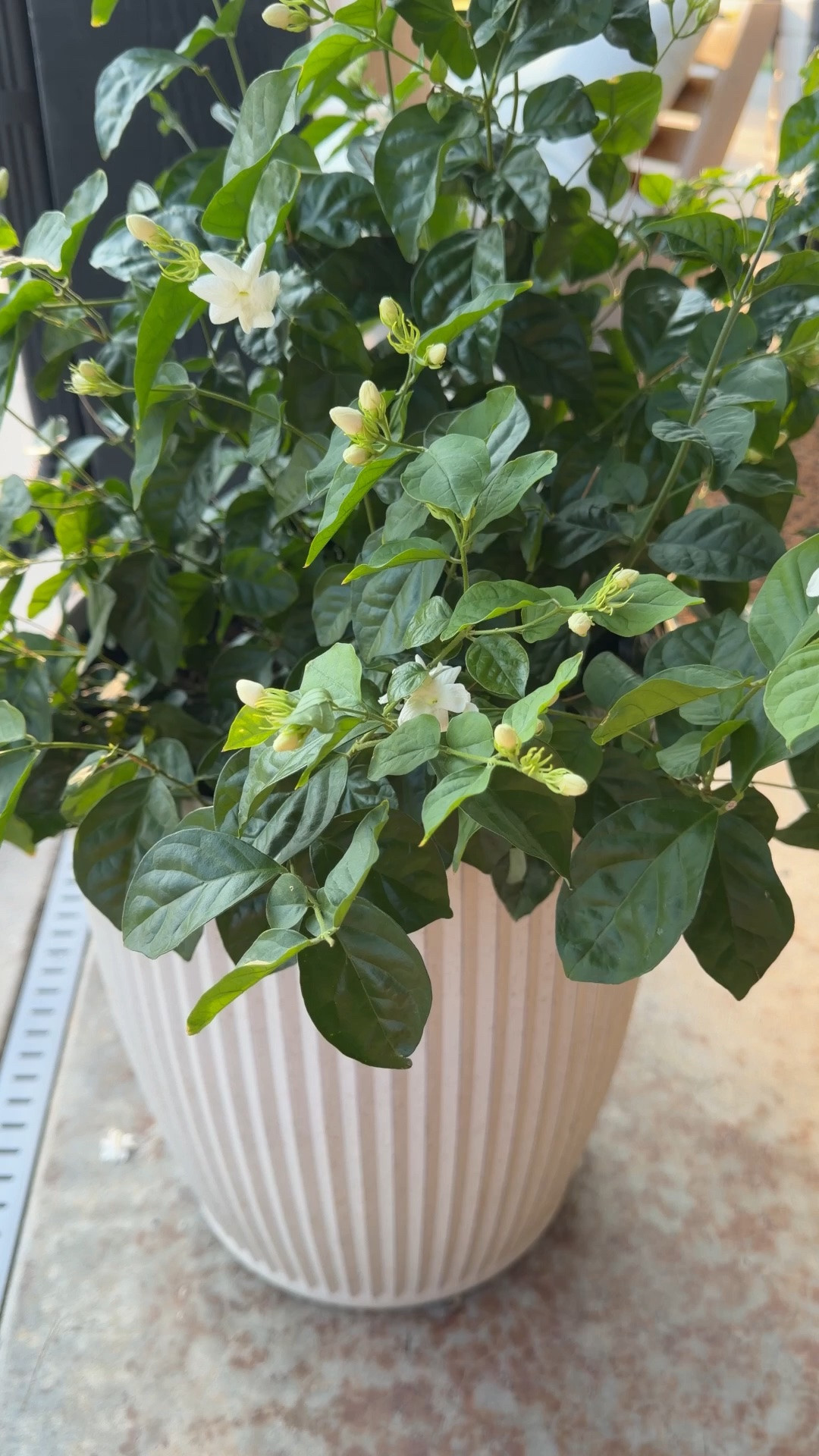 We ordered 4 jasmine shrubs from Lowe’s last month, and they are thriving

#LTKOver40 #LTKHome