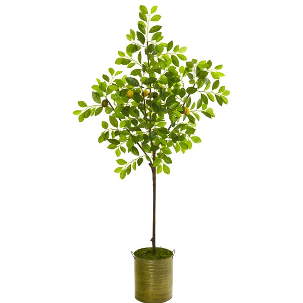 Lemon Tree in Planter | Wayfair North America