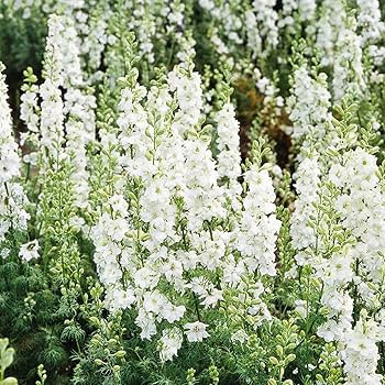 Eden Brothers Delphinium Seeds - White King | Amazon (US)