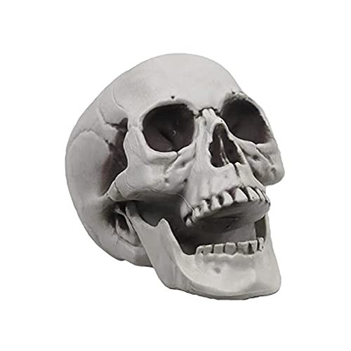 HAPPYSUN Life Size Skeleton Skull Model Human Skull Replica Skull Head Decoration Prop for Bar Party Home Halloween Decor, Plastic Material, 5.9x6.3x8.6 Inch | Amazon (US)