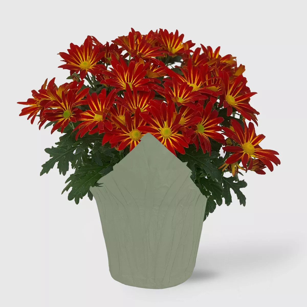 Live 6" Pelee Mum Cover - Good Little Garden™ | Target