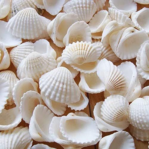 Small Tiny Sea Shells White Clam Bulk Natural Seashell for DIY Craft Home Decor Vase Fillers… | Amazon (US)