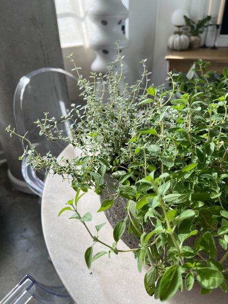 Love my herbs in my living room and kitchen space. Brings such cozy warm to it! Decor | Christmas decor | holiday decor 

#LTKunder100 #LTKhome #LTKstyletip