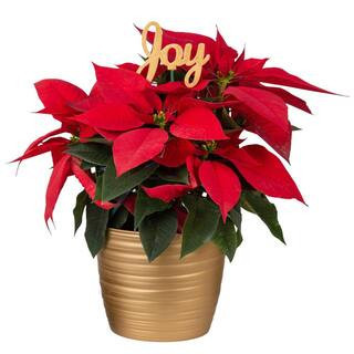 Fresh Live Holiday Poinsettia Indoor Plant in 6 in. Gold Decor Pot, Avg. Shipping Height 1-2 ft. Tall | The Home Depot