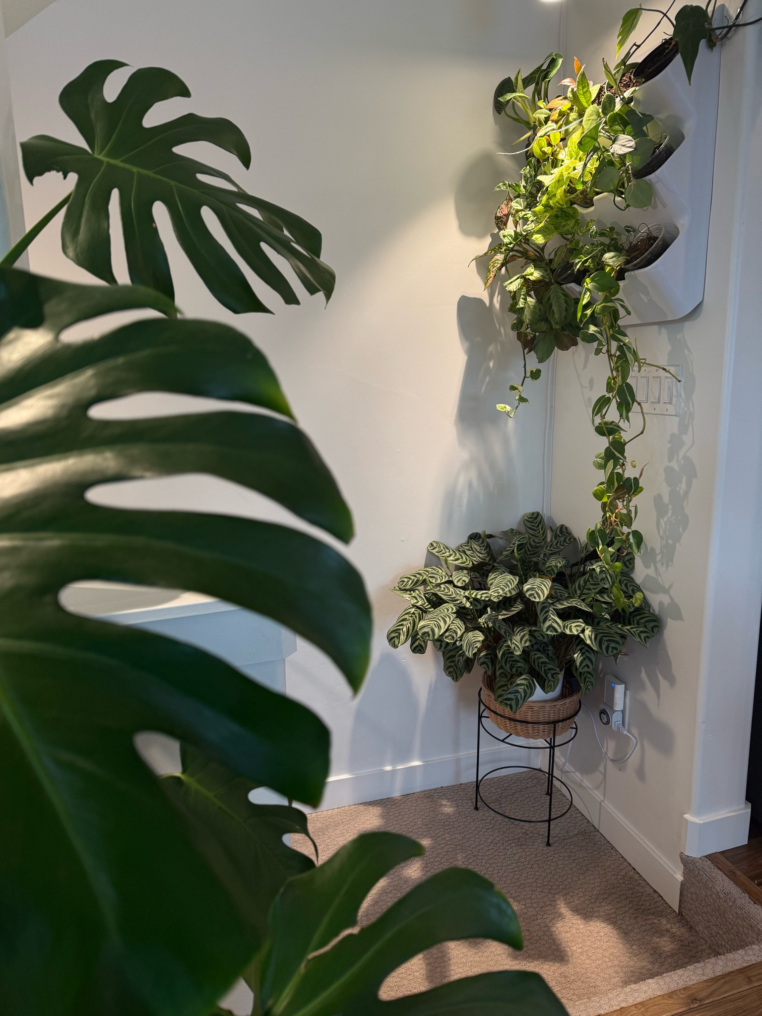 My favorite plant stand is baaaaack !!!!! 

#LTKHome #LTKFindsUnder100 #LTKU