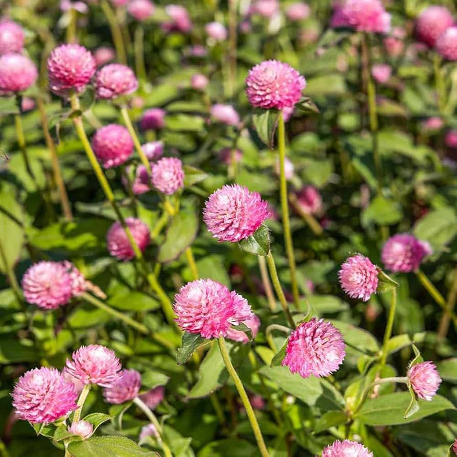 Outsidepride 1000 Seeds Annual Salmon Gomphrena Globosa Flower Seed for Planting | Amazon (US)