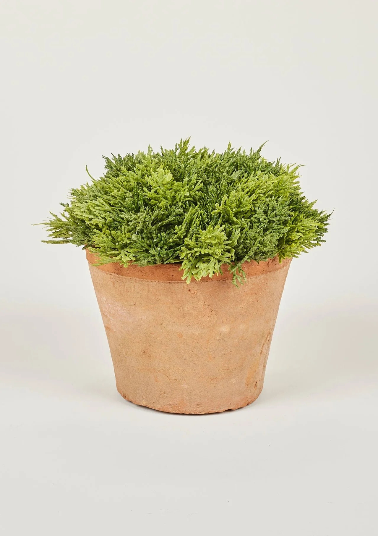 Artificial Potted Cypress Plant in Clay Pot - 8" | Afloral