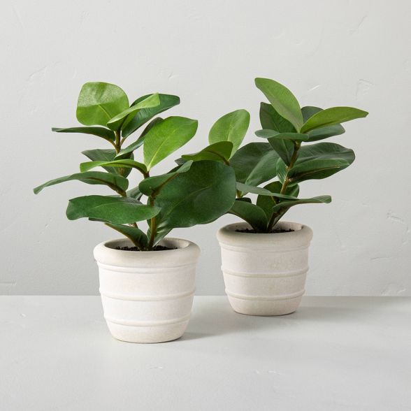 Faux Mini Clusia Rosea Potted Plant - Hearth & Hand™ with Magnolia | Target