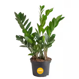 Costa Farms Zamioculas Zamiifolia Indoor ZZ Plant in 6 in. Grower Pot, Avg. Shipping Height 10 in... | The Home Depot