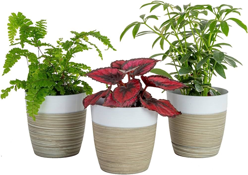 Costa Farms Live Plants (3 Pack), Indoor Houseplants in Planter Pots, Air Purifiers in Potting So... | Amazon (US)