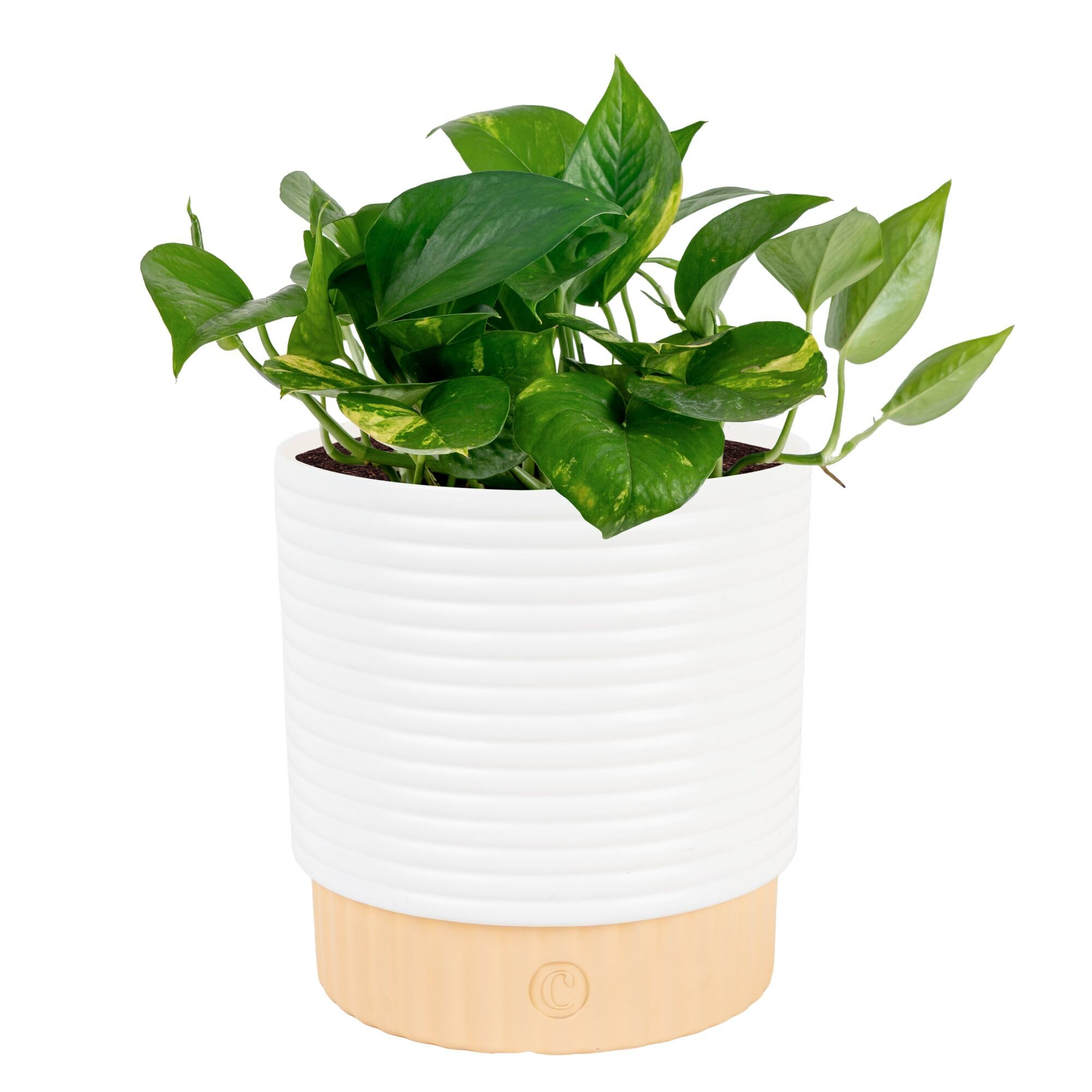 Costa Farms Golden Pothos Live Plant in Decorative Pot, Easy to Maintain, Air Purifying Indoor Ho... | Amazon (US)
