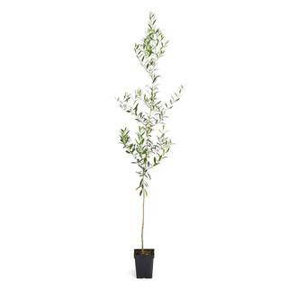 Brighter Blooms 3 Gal. Arbequina Olive Tree 3 ft. to 4 ft. Tall OLI-ARB-34-3 | The Home Depot