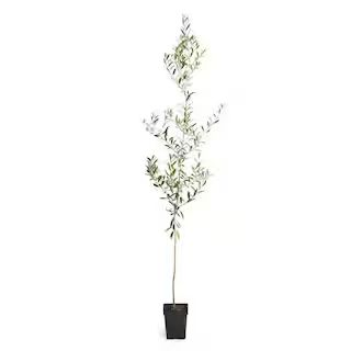 Brighter Blooms 3 Gal. Arbequina Olive Tree 3 ft. to 4 ft. Tall OLI-ARB-34-3 | The Home Depot