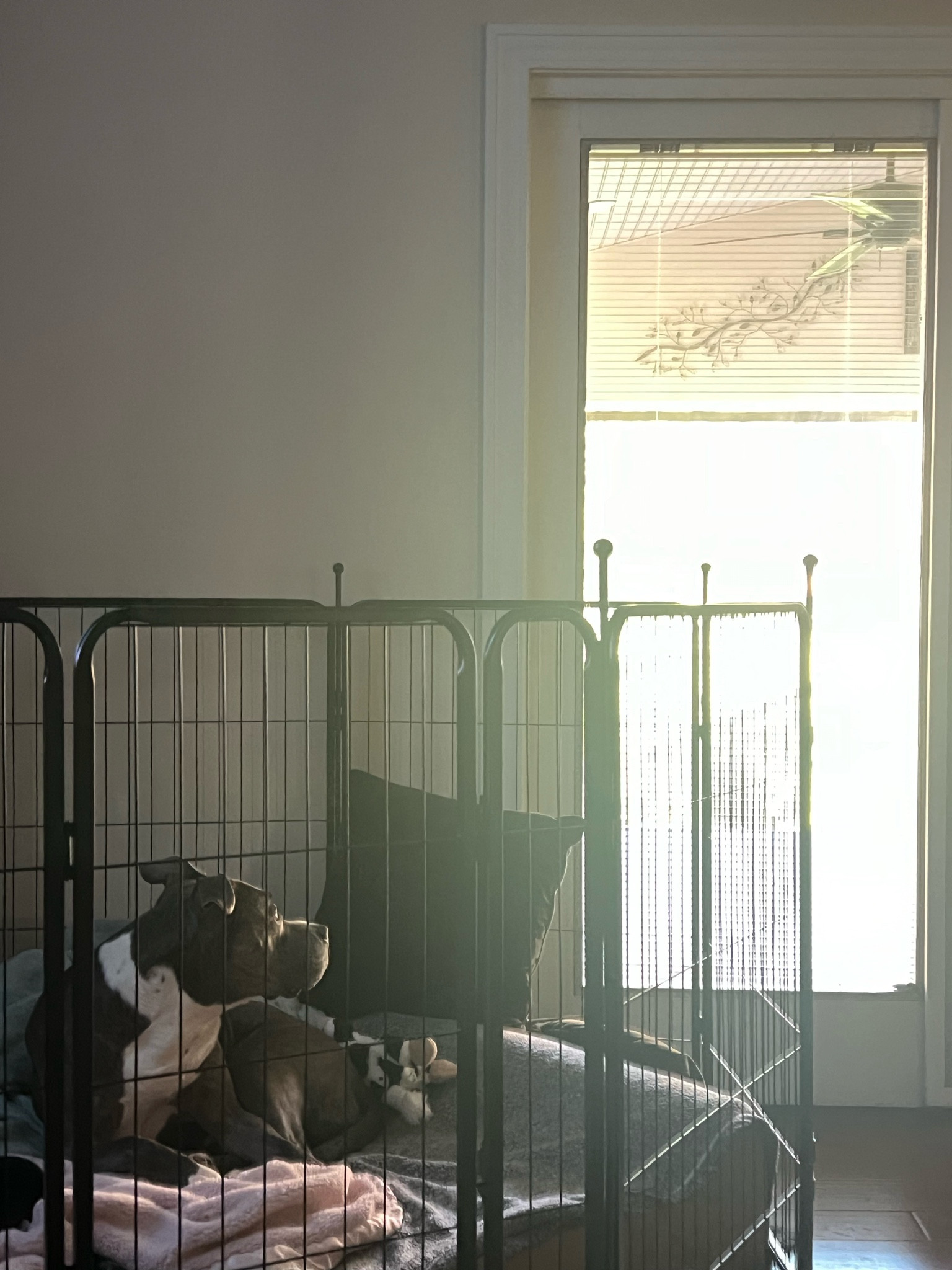 Dog pen we are using post surgery! #ltkpets #ltkdogs