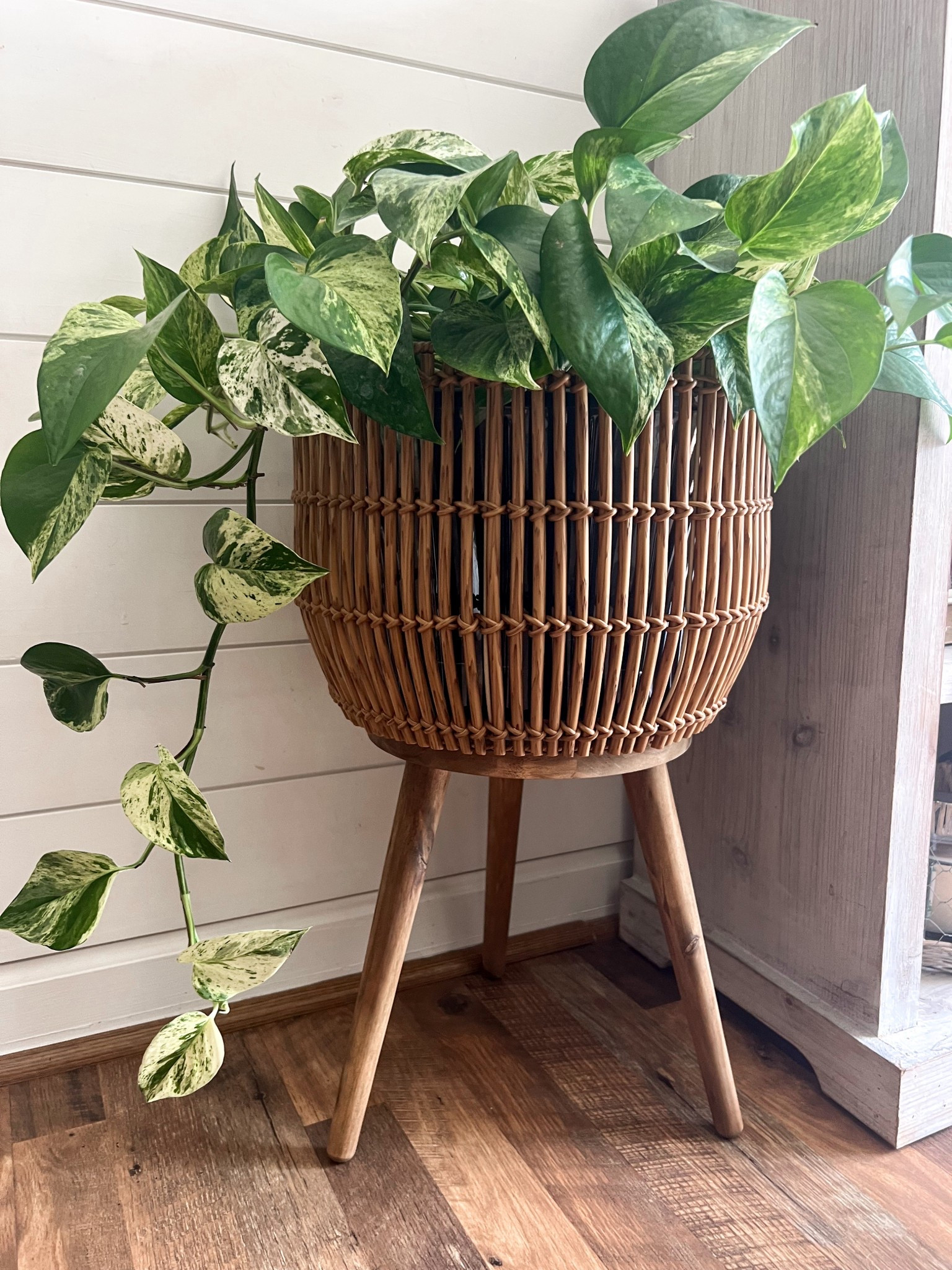 Finally found a plant stand for this, it only took 3 monthss

#LTKFindsUnder50 #LTKHome