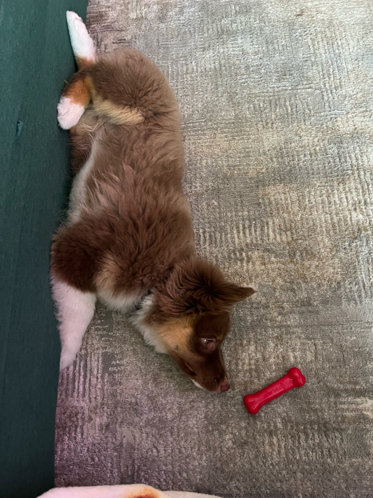 reach for the stars… in this case, his chewy bone!

#dogfinds #dogmom #teething #puppy #aussie #australianshepherd #home #training 

#LTKfamily