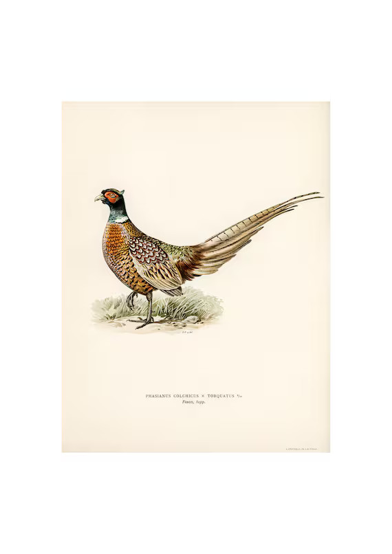 Ring-necked Pheasant Fine Art Print  Antique Lithograph From - Etsy | Etsy (US)