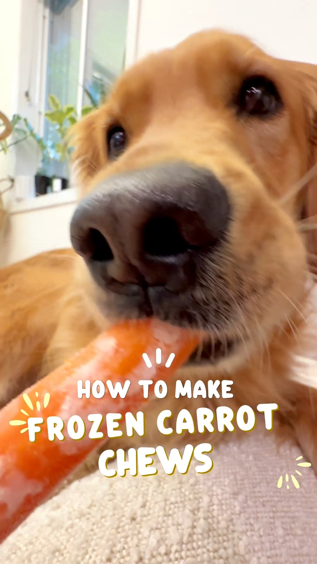 Homemade Frozen Carrot Chews! 🥕🐶🦷

Did you know frozen carrots are great for cleaning your dog’s teeth?! Not only are they naturally delicious, but they also help keep your pup cool in the summer and are packed with nutrients—especially when simmered in bone broth. These are a summer staple in our house!

Ingredients  - 2 lbs whole carrots
- 32 oz dog-friendly bone broth veggie (I’m using beef broth from @openfarmpet)

Instructions
1. Peel and chop the ends off your carrots. 
2. Boil in the bone broth for 5 to 10 minutes until tender. Add water if your carrots aren’t fully submerged. 
3. Let the carrots dry on a drying rack or parchment paper. 
4. Freeze for at least 4 hours in freezer friendly bag. 
5. Let your dog enjoy! 
6. Store leftovers in the freezer. 

BTW, leftover broth can be used to soak into their kibble! I soaked & froze in their slow feeders for another fun enrichment meal! 🙂

Use code AYCEARIA for $25 off your first @openfarmpet order! 


#dogenrichment #summertreats #dogtreats #dogdentalchews #dogteeth