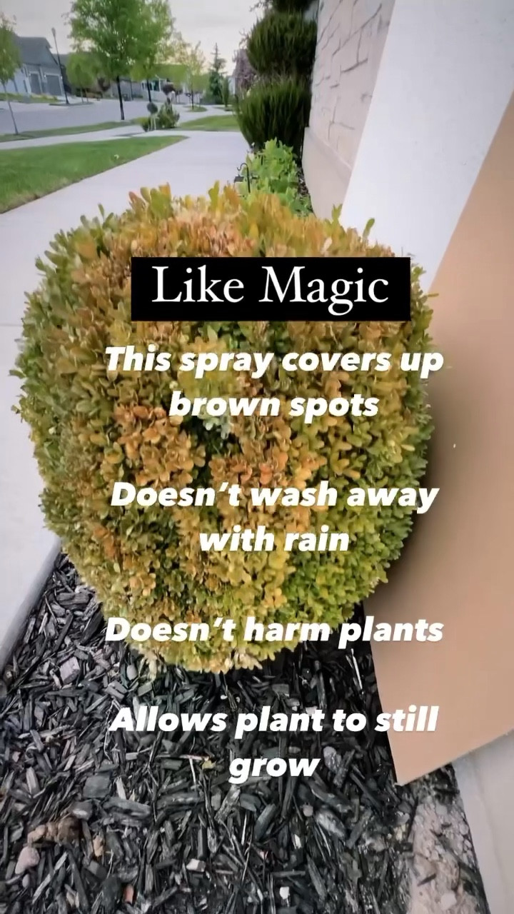This green plant spray is amazing! Covers up brown spots, doesn’t wash away and is safe for plants.  

#LTKhome #LTKfindsunder50 #LTKVideo