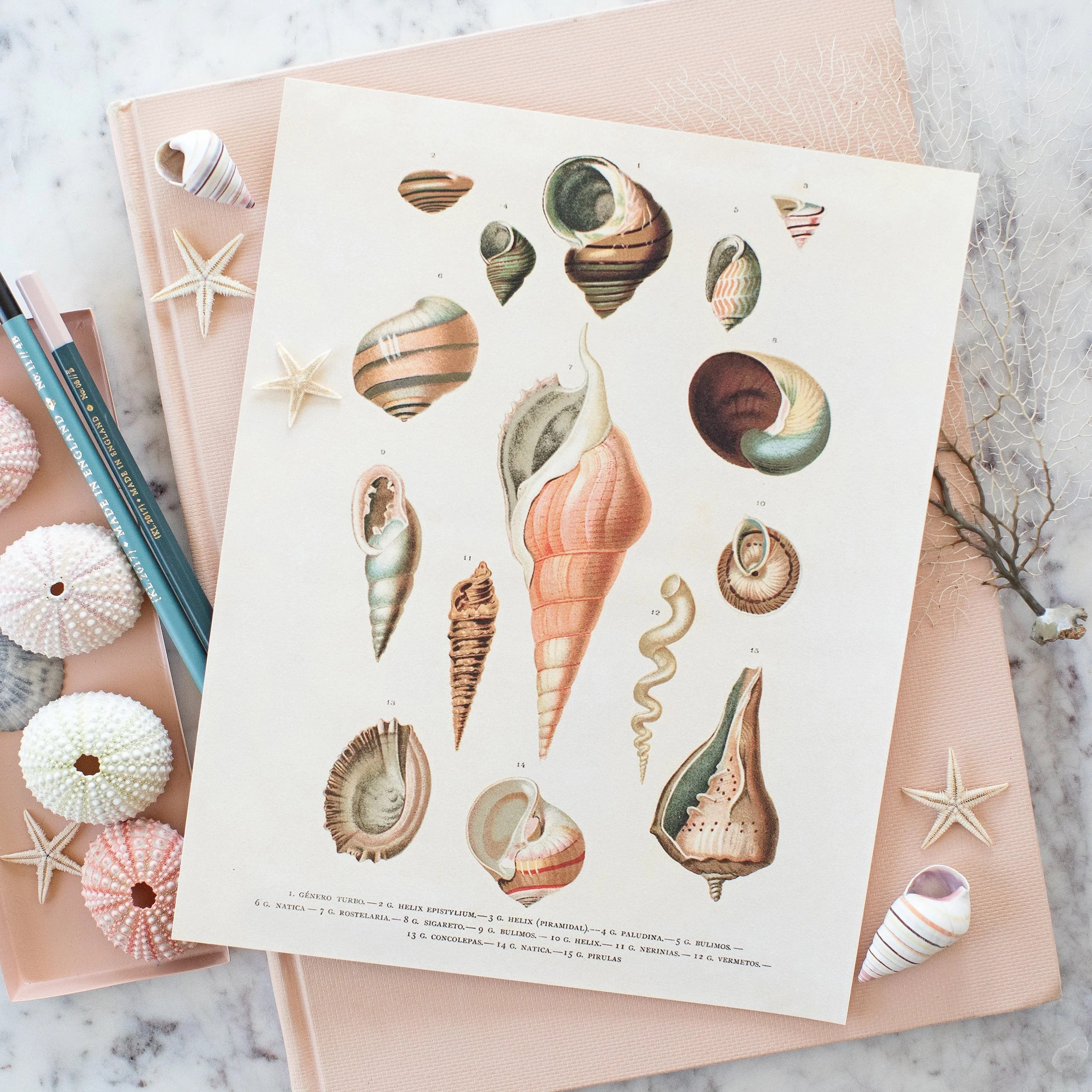 Shells Botanical | Lindsay Letters, LLC