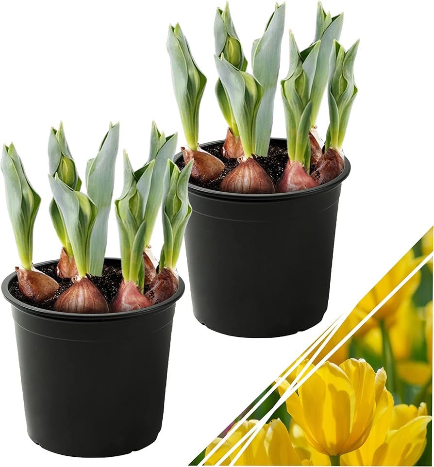 Live Flowering Tulip (2 Per Pack) - Yellow, Beautiful Spring Bulbs, Ships Dormant in 1.25 Quart P... | Amazon (US)
