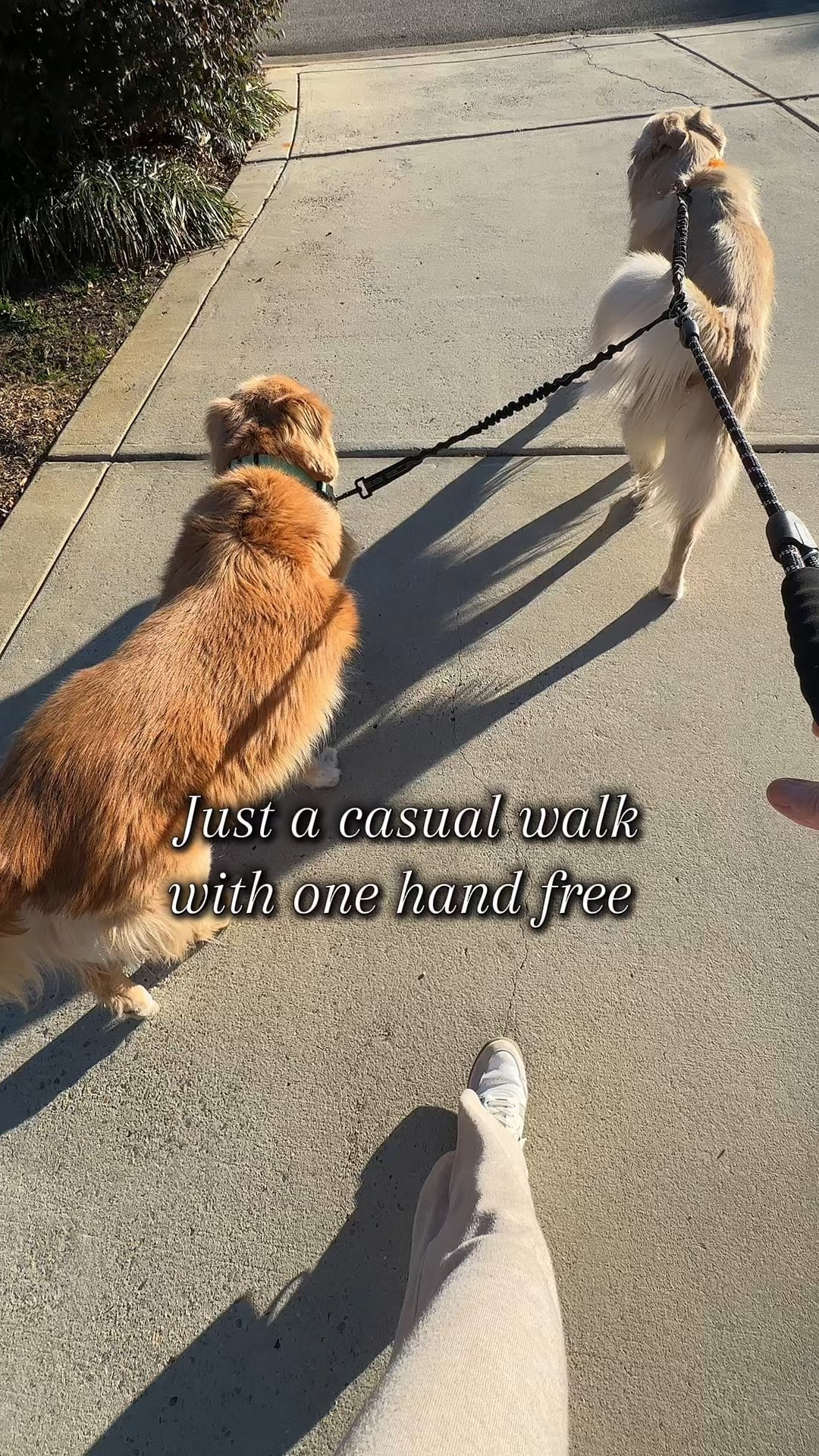 Just a casual content creation double dog walk. 🦮🦮but seriously, this leash has made walks a lot less stressful.  Linked here if you’d like to give it a try.  FWIW, she’s a 10 year old wild woman and he’s a 13 year old gentleman.  And daily walks are good fitness goals for us all!  

#goldenretriever #dogmom #dogleash 

#LTKfitnessgoals #LTKdayinmylife #LTKmomlife