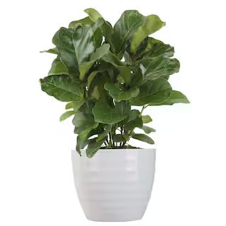 Costa Farms Trending Tropicals Little Fiddle Leaf Ficus Lyrata Plant in 6 in. Ceramic-CO.1.40QFLY... | The Home Depot