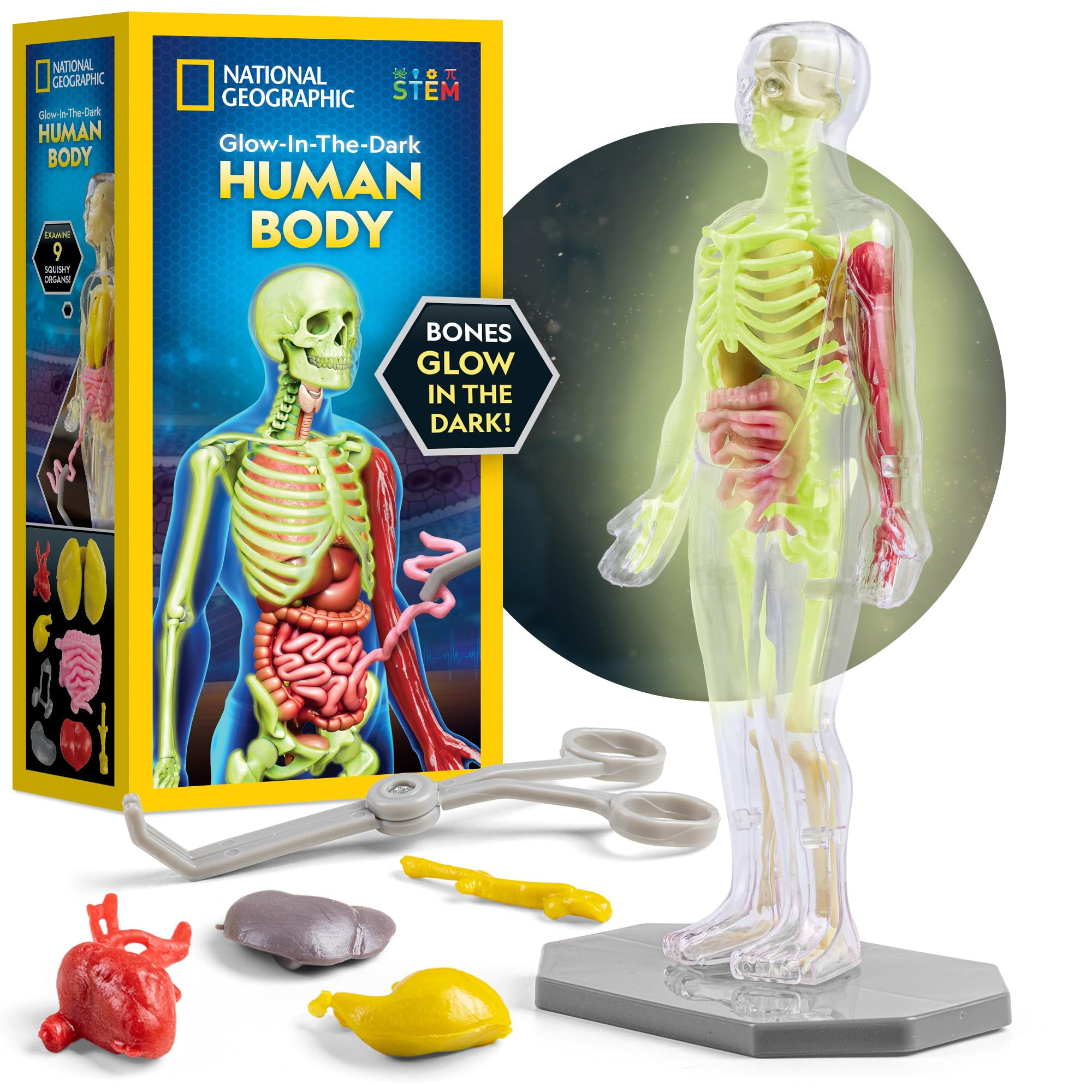 National Geographic Human Body Model for Kids That Glows in The Dark - 32-Piece Interactive Anato... | Amazon (US)
