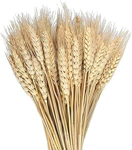 MHMJON 100 Pcs Dried Wheat Sheaves Bundle Golden Natural Wheat Bouquet Bunch Fall Flowers Arrange... | Amazon (US)