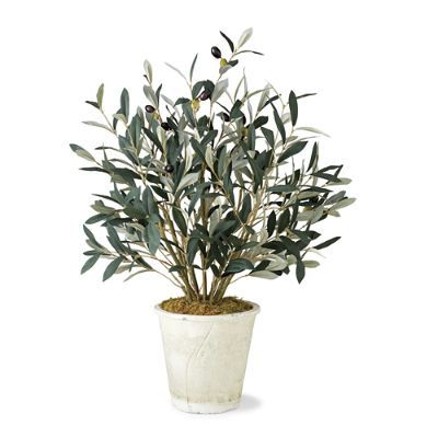 Olive Spray in Stone Planter | Frontgate