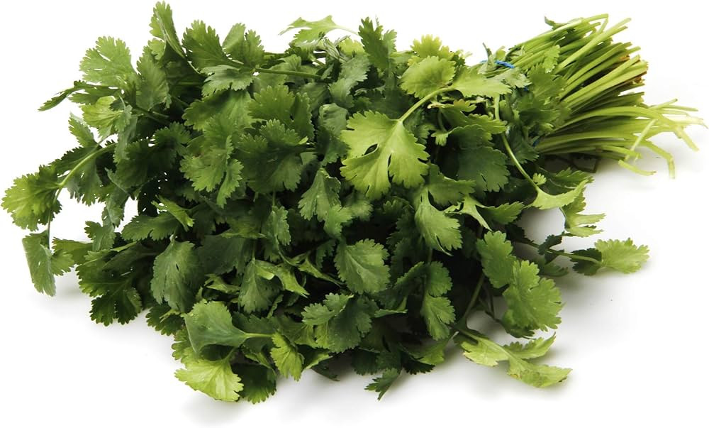 PRODUCE Cilantro | Amazon (US)