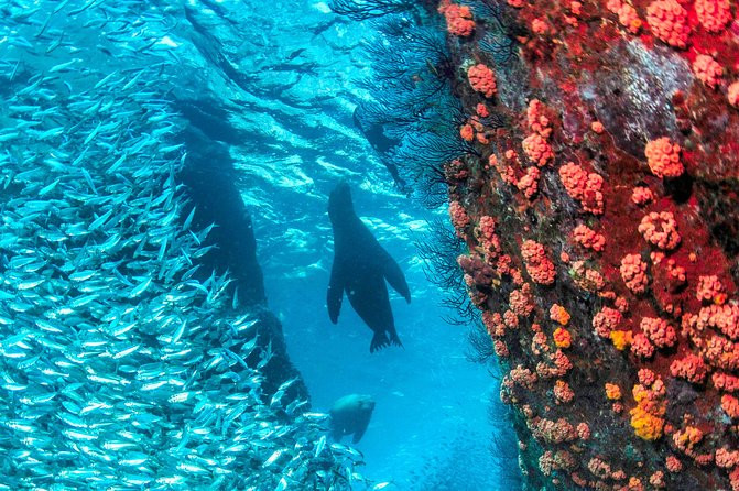 Espiritu Santo Island Snorkel & Sea Lion Adventure | Viator – A TripAdvisor Company (US)