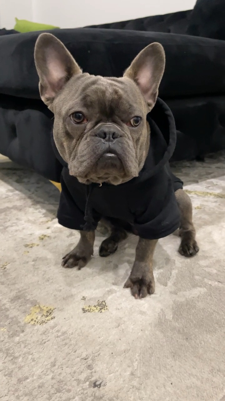 How cute is my Frenchie in these hoodies from Amazon?! They’re perfect for the Fall & Winter season. 

#LTKPets #LTKSeasonal #Plaid #Dog

#LTKSeasonal #LTKVideo