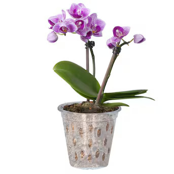 allen + roth 5.08-in W Small Clear Resin Contemporary/Modern Indoor/Outdoor Orchid pot with Drain... | Lowe's