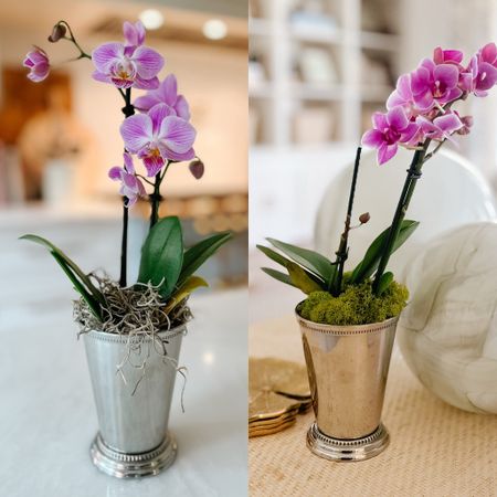 About a year ago I turned these mint julep cups for the Trader Joe’s $6.99 orchids. I also add small ferns in them. 

#LTKhome #LTKparties #LTKfindsunder50