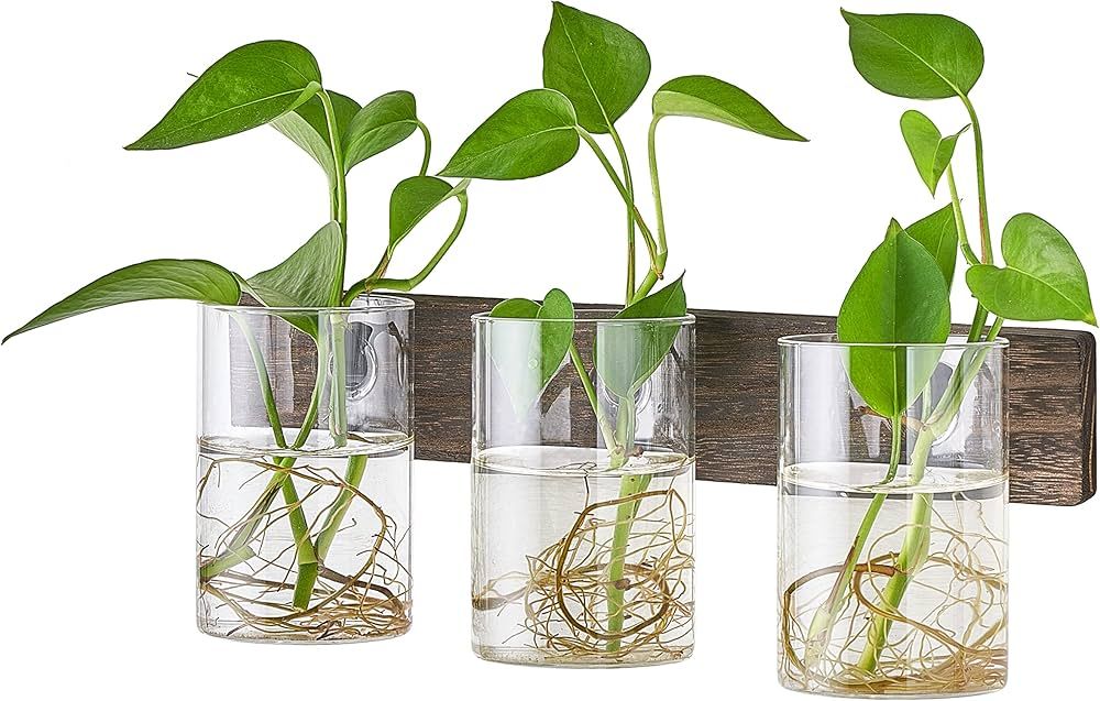 Amazon.com: Mkono Plant Propagation Vase Retro Wall Hanging Plant Terrarium Clear Glass Cylinder ... | Amazon (US)