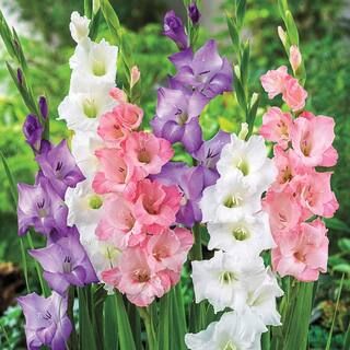 Breck's Pastel Gladiolus Bulb Mixture Multi-Colored Flowers (10-Pack)-05008 - The Home Depot | The Home Depot