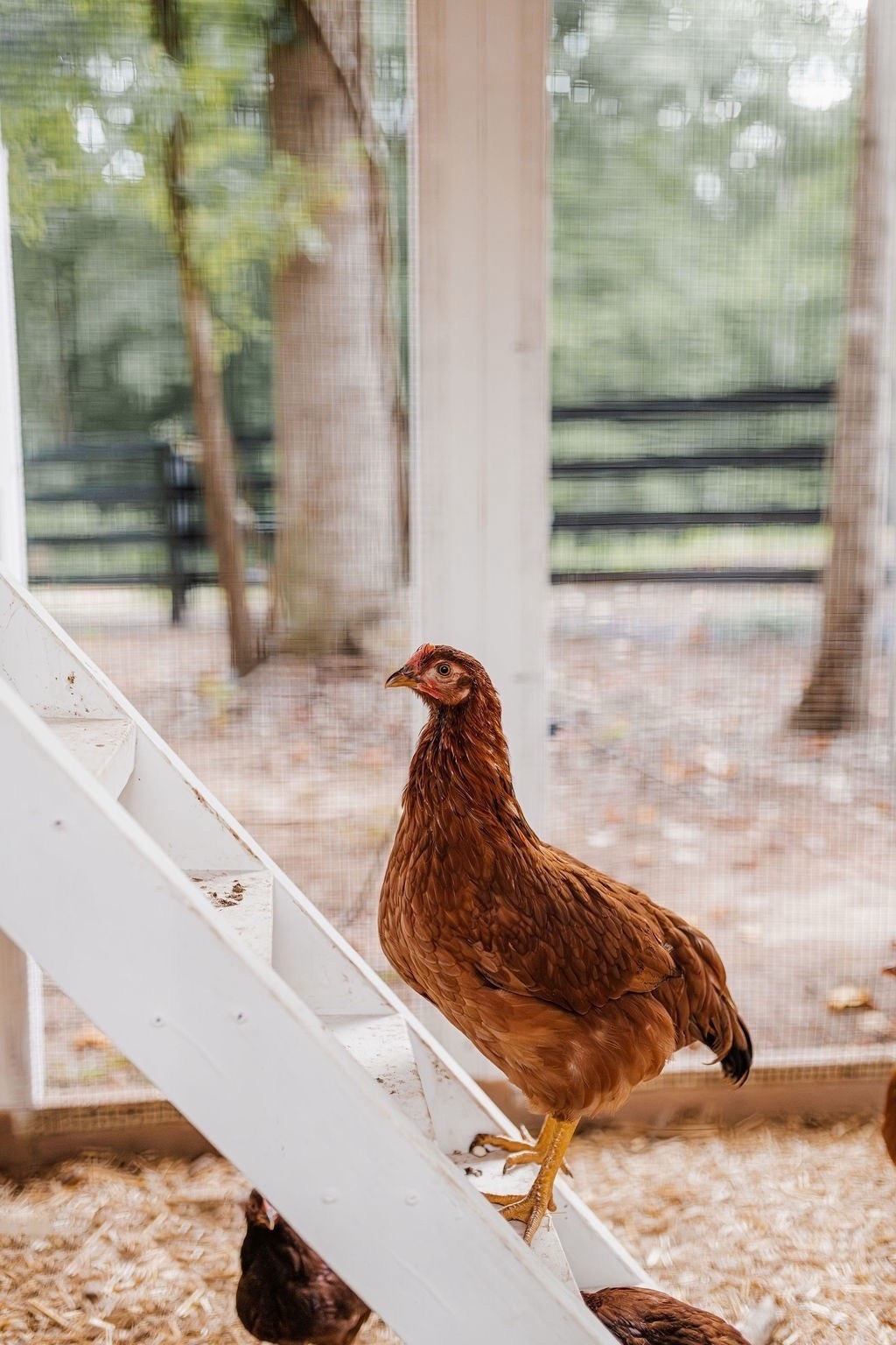 🐓 Not your average backyard moment… We blended farmhouse charm with Modern Classic details to create a backyard lifestyle that feels warm, timeless, and unique. From cozy textures to thoughtful touches, it’s all about designing a home that tells your story ✨

#porcheandco #modernclassic #backyardstyle #farmhousevibes #homedecorinspo #modernfarmhouse #outdoorstyle #interiordesign #onlinedesign #virtualdesign

Do you want to bring our dreamy Modern Classic style interior design into your own home? 🏡 You’re in luck! Reserve our Online Interior Design packages today -> https://porcheandco.com/edesign ✨ We can’t wait to work with you & design your home with #porcheandco


#LTKSeasonal #LTKHome #LTKdayinmylife