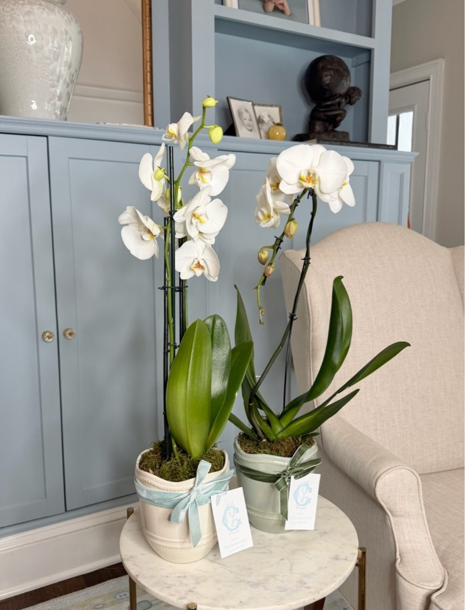 Planting these orchids in these adorable ceramic pots made for the perfect gift! Tied a ribbon with a personalized gift tag around this to pull it all together!

Gift Ideas, Vase, Flowers, Garden

#LTKHome #LTKmomlife #LTKxMadewell