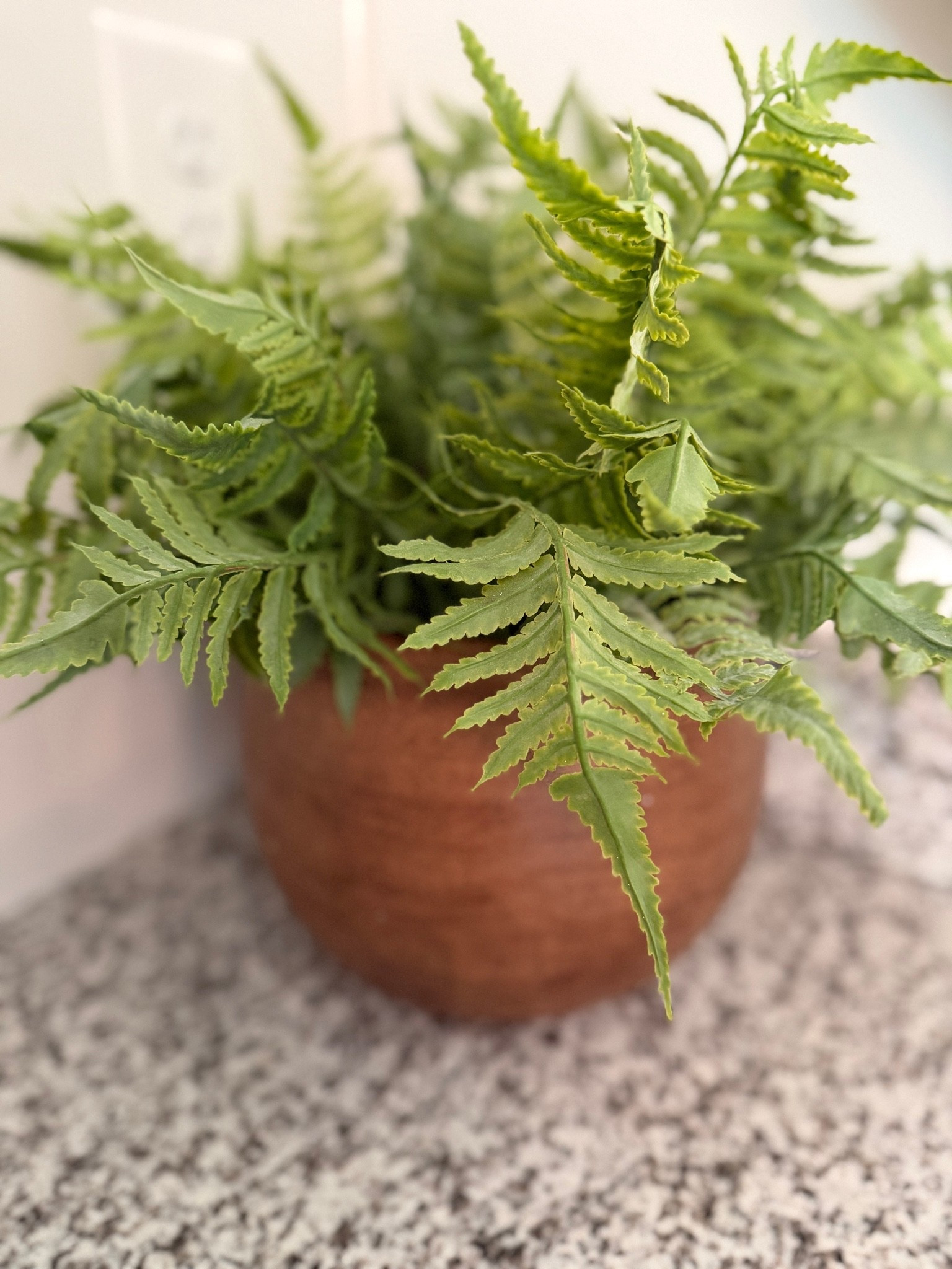 Love these fern stems for my bathroom!