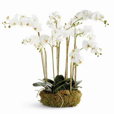 Phalaenopsis Orchid Bowl Drop-In 20 | Wayfair North America
