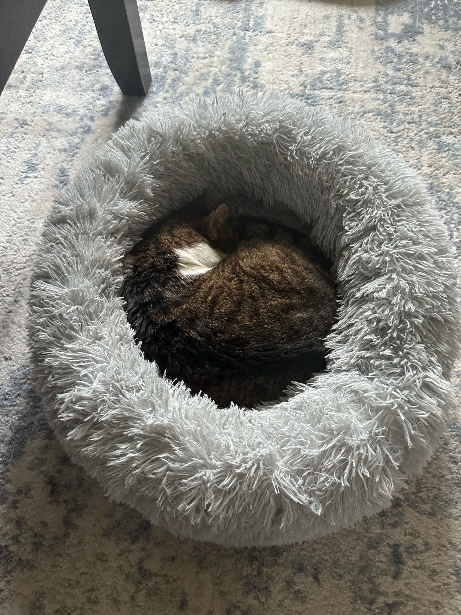  Big boy 🐈‍⬛ loves his cat bed 

#LTKhome #LTKkids #LTKfamily