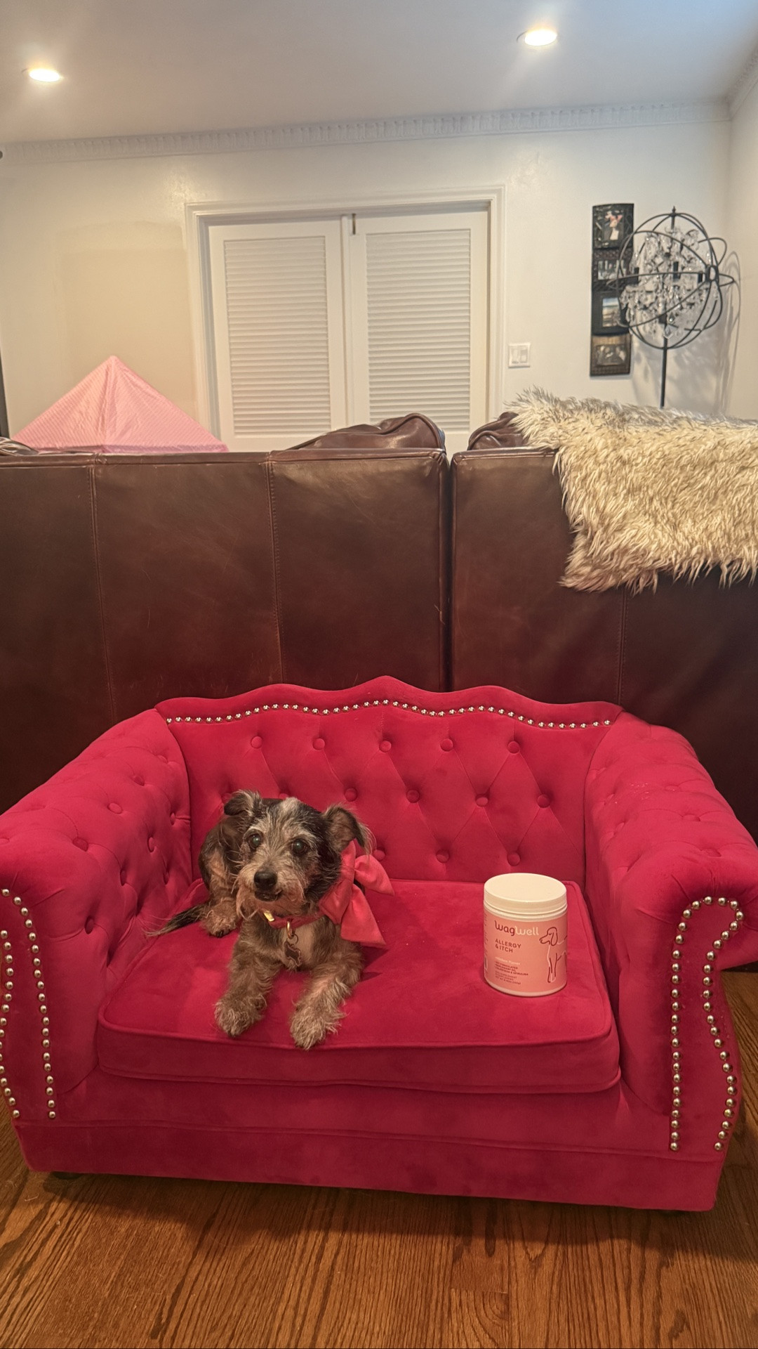 Day 1 of Pippa trying @WagWell Pet Allergy + Itch 🤍🐾

Our little teddy bear was VERY excited to add this to her routine 😂 the flavor already has Pippa’s approval.

We’re going to keep sharing little updates along the way so you can follow along with us and see how she does. 🤍✨

Gifted by @WagWell Pet | #WagWellPartner

#WagWell #WagWellies #Gifted #GiftedCollab #Pippa #DogMom #DogMomLife #DogWellness #DogSupplements #DogCare #PetWellness #HealthyDogs #HappyDogs #DogRoutine #DogLife #DogLovers #FluffyDog #TeddyBearDog #SmallDogs #HoustonDogs #DogsOfInstagram #DogReels #PetReels #TheHouZoo

✔️WagWell Allergy & Itch, WagWell dog supplement, allergy and itch dog supplement, dog wellness routine, dog supplement routine, dog skin and coat support, small dog wellness, fluffy dog, teddy bear dog, dog mom favorites, pet wellness products, gifted pet products, Pippa, The Hou Zoo, dog reels, pet reels

#LTKdayinmylife #LTKmomlife #LTKmorningroutine