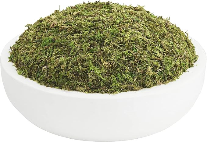 Mud Pie Preserved Moss Paulownia Bowl, Natural, 3" x 15" Dia | Amazon (US)